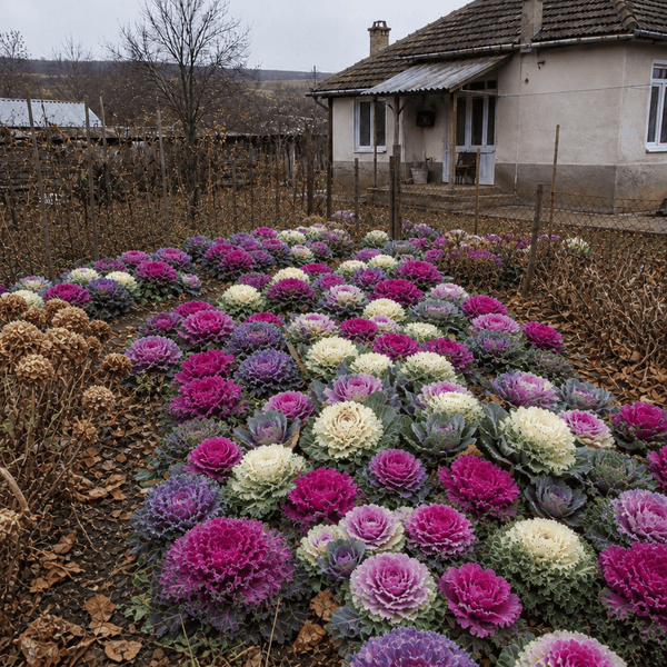 Varză Ornamentală Mix - Odată cu primul ÎNGHET devine un spectacol în grădină
