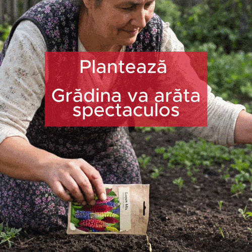 Afin Dulce BerrySweet Acasă